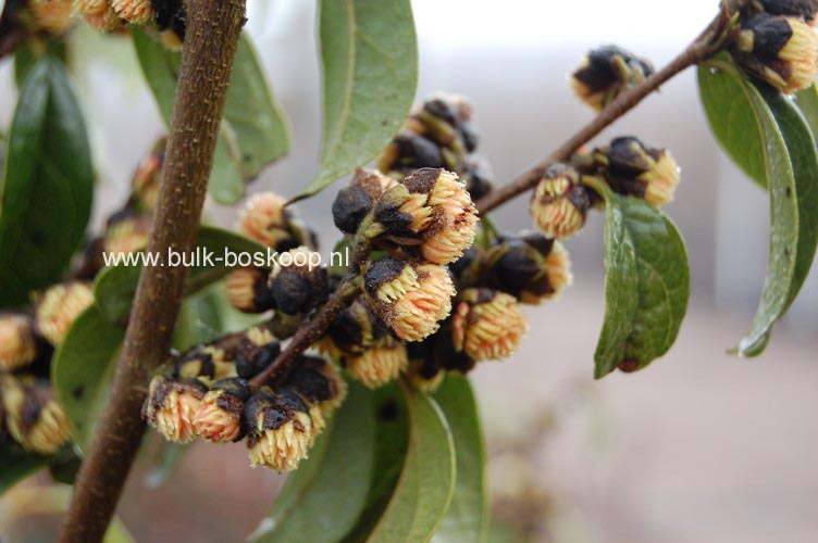 Sycopsis sinensis
