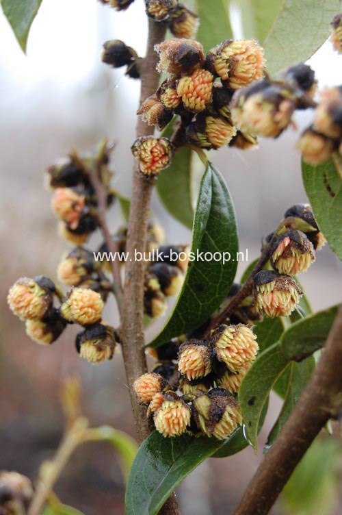 Sycopsis sinensis