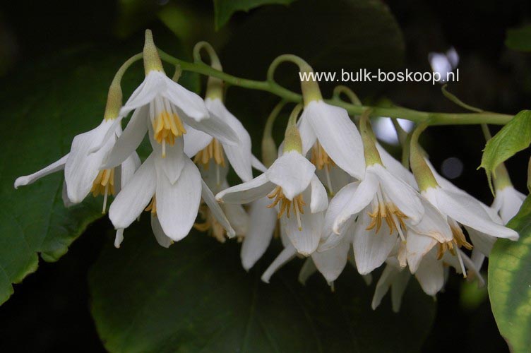 Styrax obassia