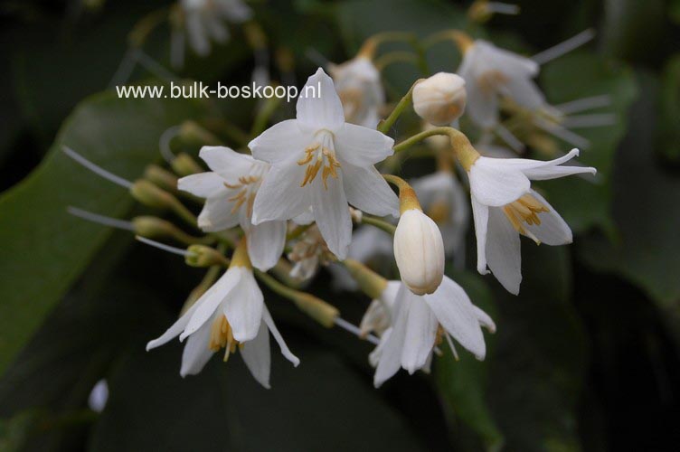 Styrax obassia