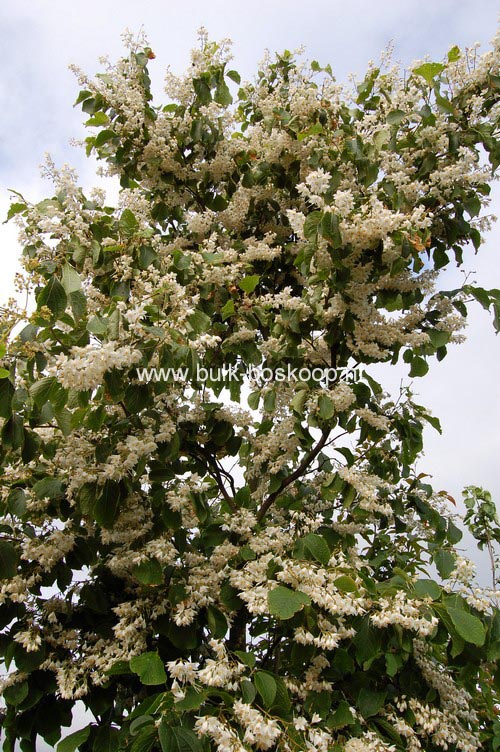 Styrax hemsleyanus