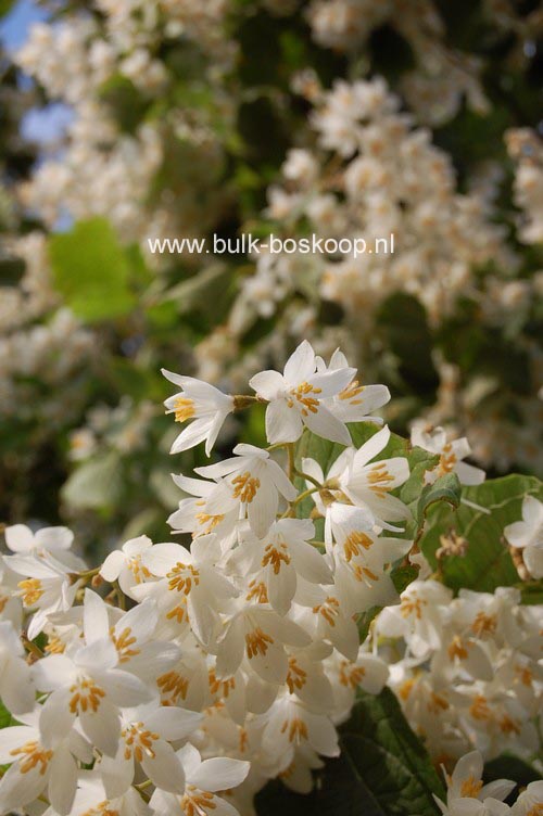 Styrax hemsleyanus