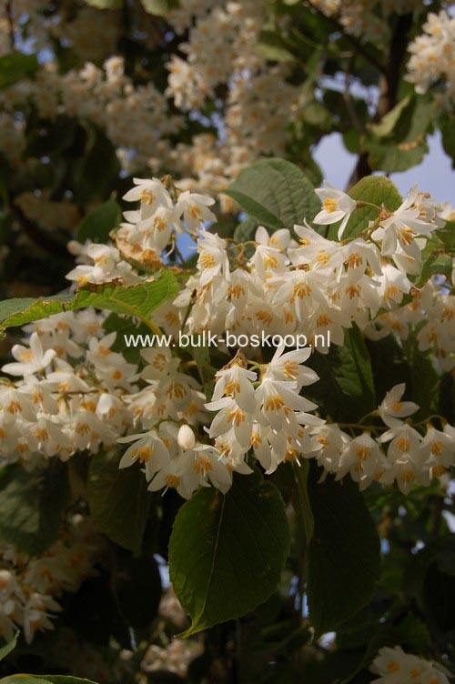 Styrax hemsleyanus