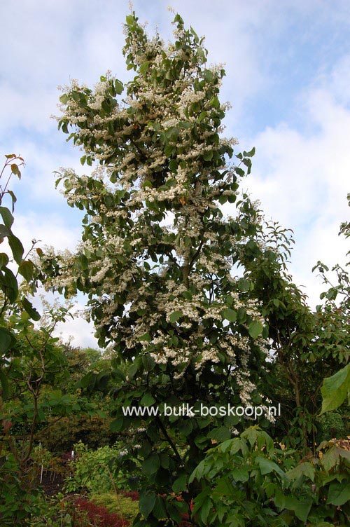 Styrax hemsleyanus