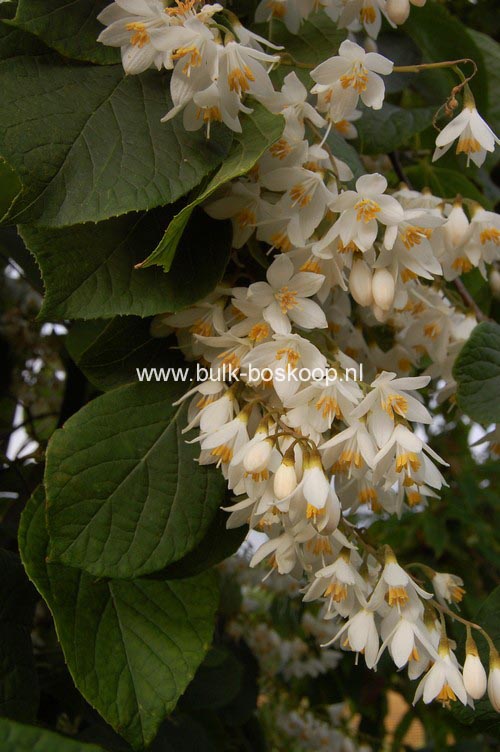 Styrax hemsleyanus