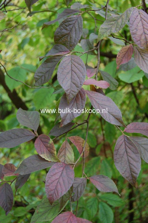 Stewartia sinensis