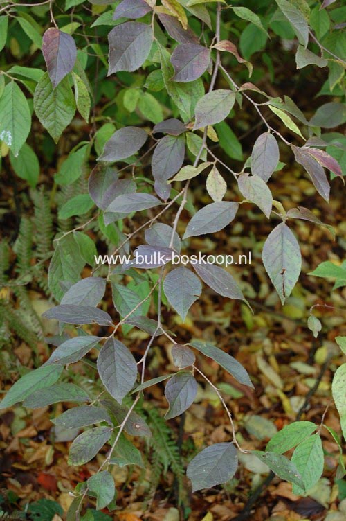 Stewartia sinensis