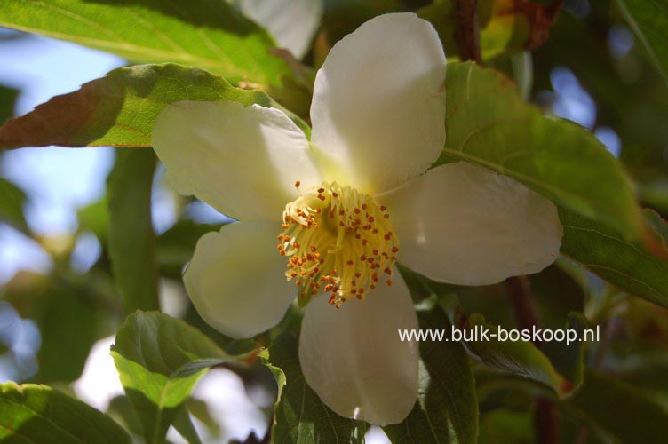 Stewartia sinensis