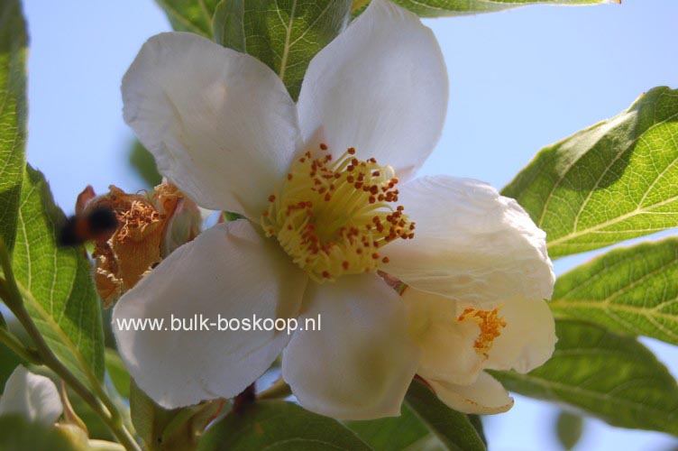 Stewartia sinensis