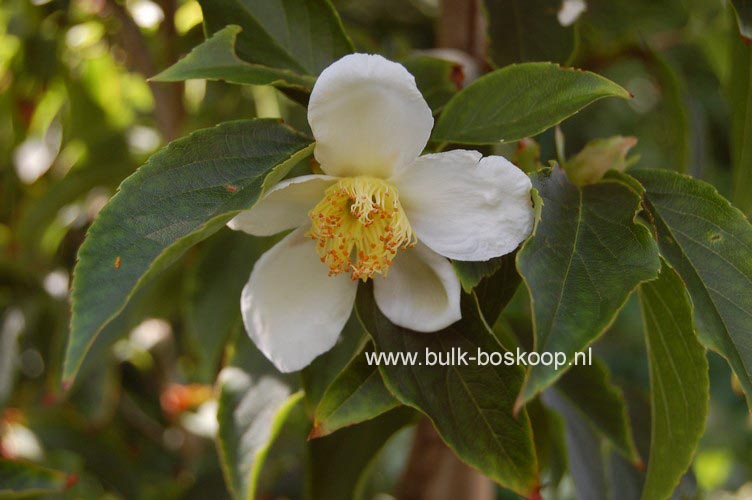 Stewartia sinensis