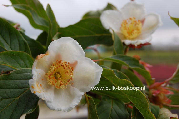 Stewartia sinensis