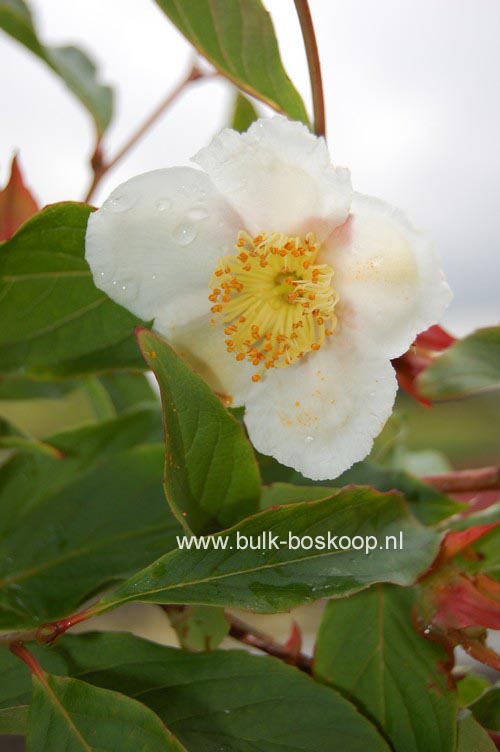 Stewartia sinensis