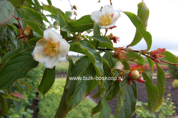 Stewartia sinensis