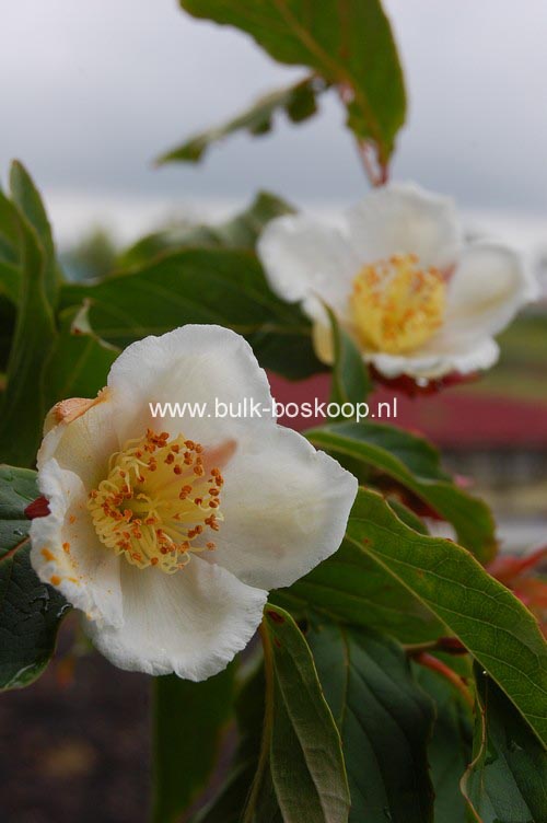 Stewartia sinensis