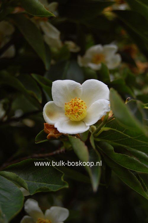 Stewartia monadelpha