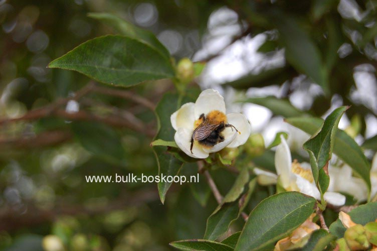 Stewartia monadelpha