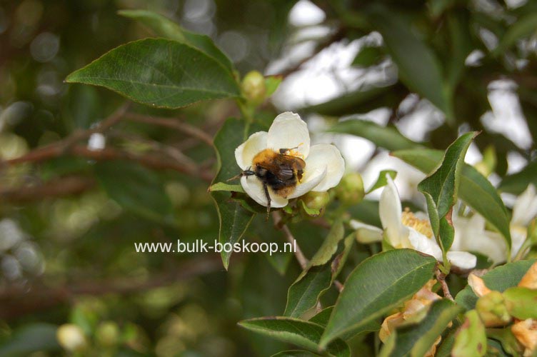 Stewartia monadelpha