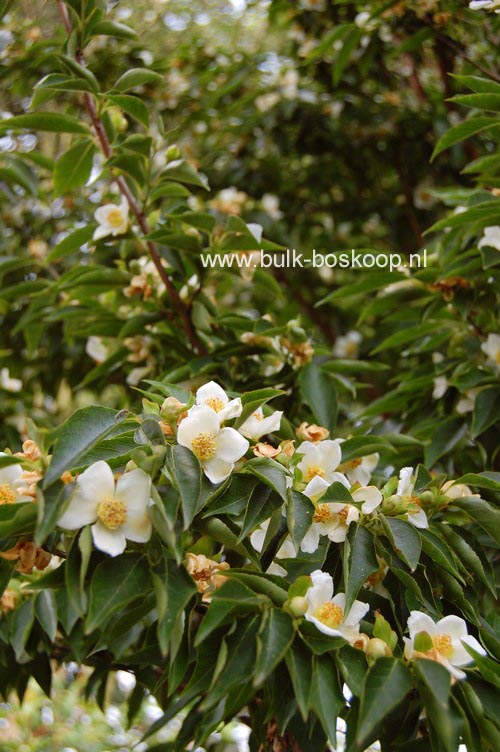 Stewartia monadelpha