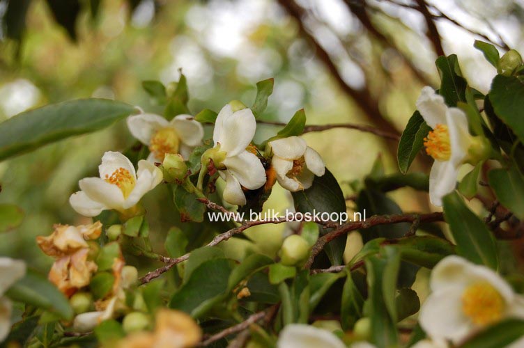 Stewartia monadelpha