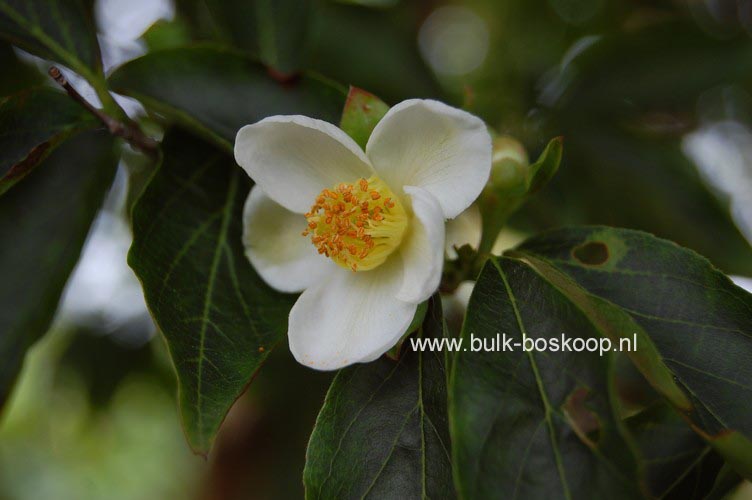 Stewartia monadelpha