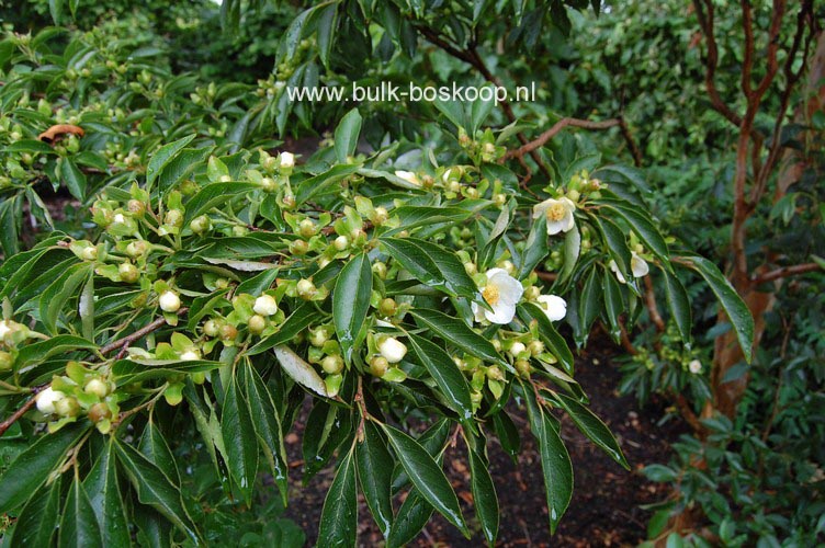 Stewartia monadelpha