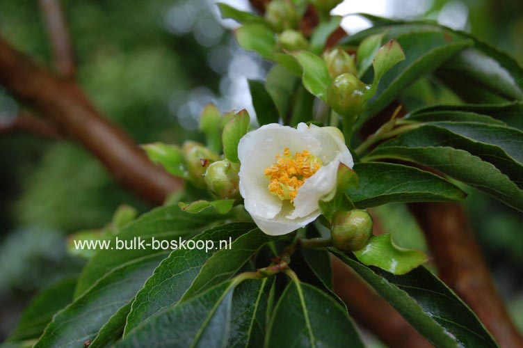 Stewartia monadelpha