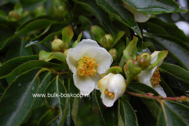 Stewartia monadelpha