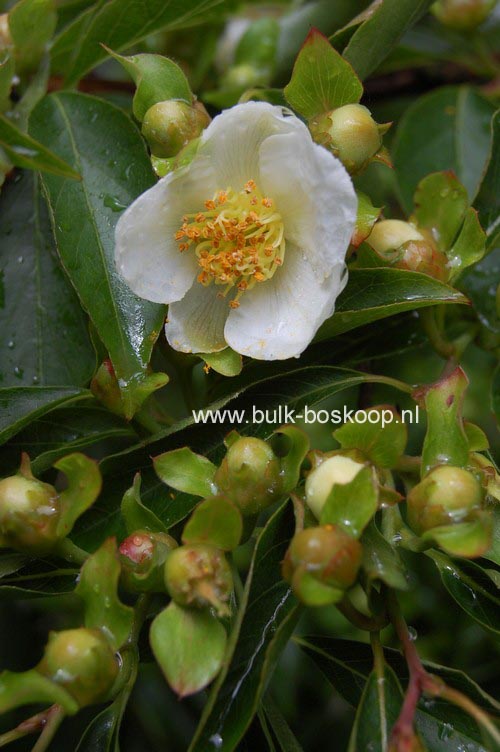 Stewartia monadelpha