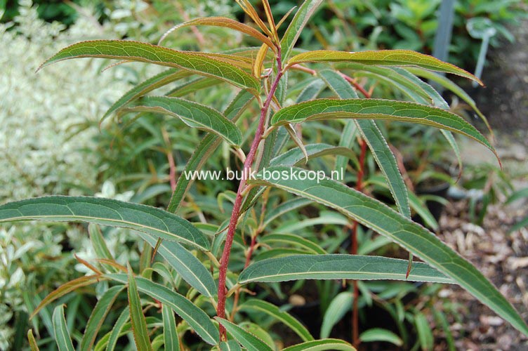 Stachyurus salicifolius