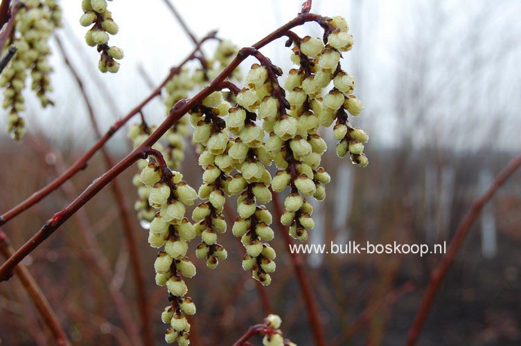 Stachyurus praecox leucotrichus