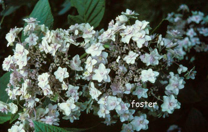 Hydrangea involucrata 'Yoraku tama'