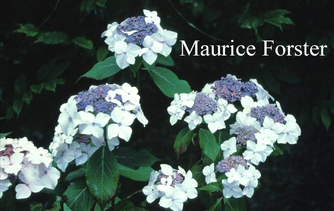 Hydrangea macrophylla 'Dandenong'