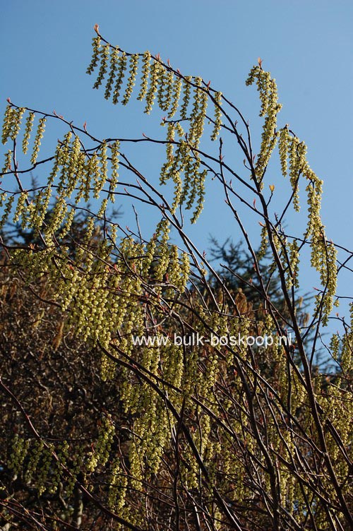 Stachyurus chinensis