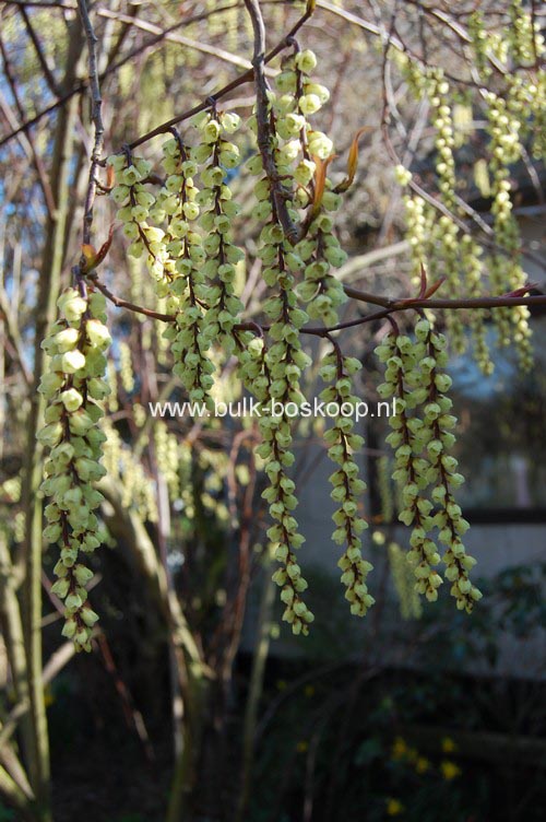 Stachyurus chinensis