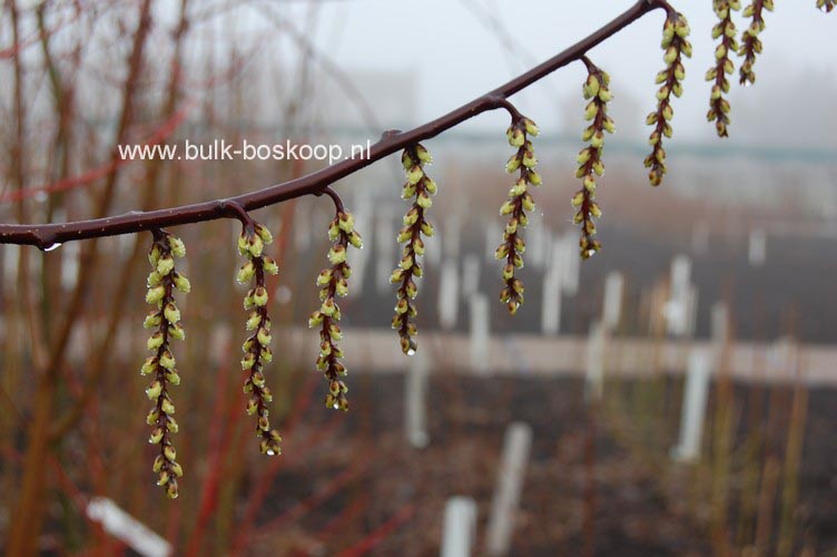 Stachyurus chinensis