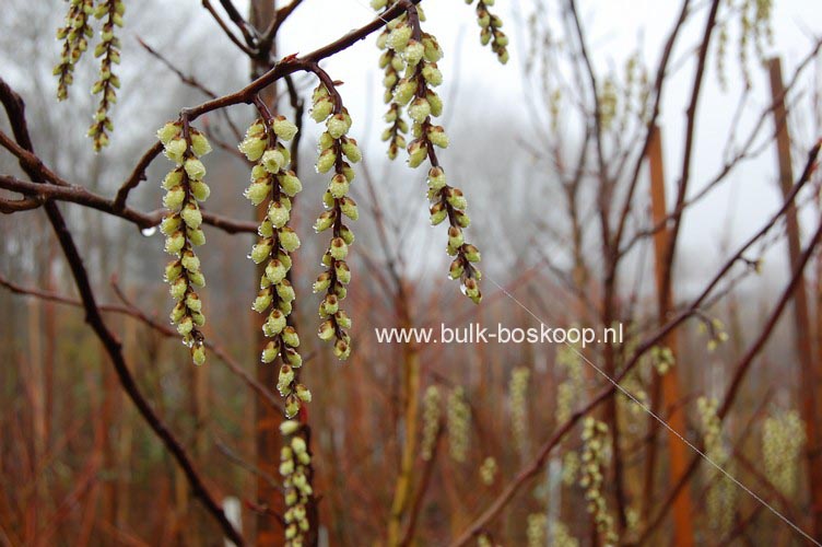 Stachyurus chinensis