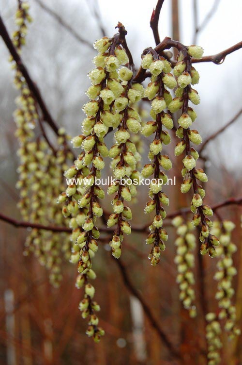 Stachyurus chinensis