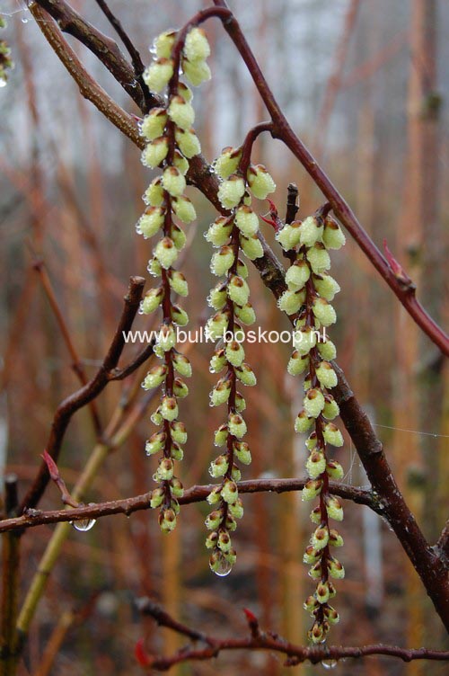 Stachyurus chinensis