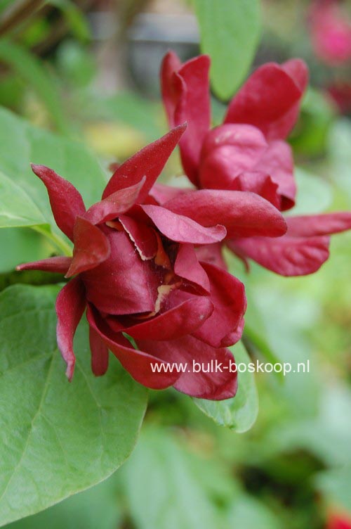Calycanthus raulstonii 'Hartledge Wine'