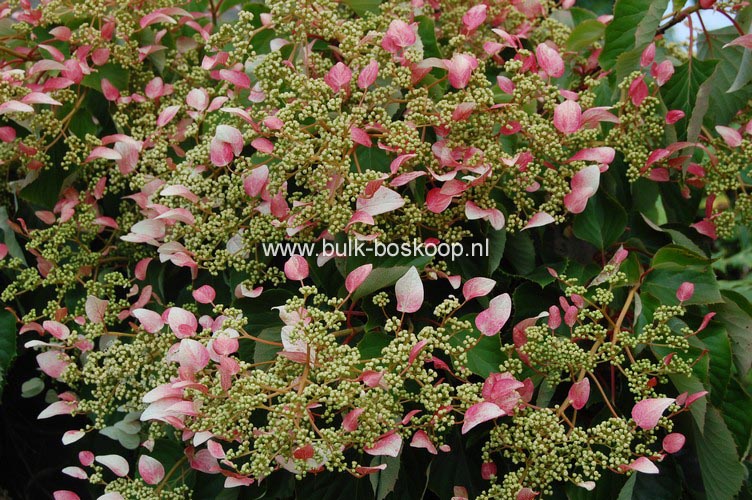 Schizophragma hydrangeoides 'Roseum'