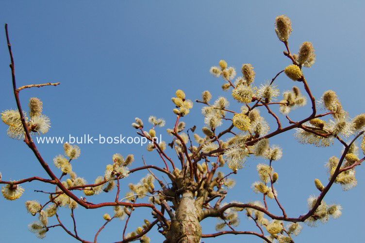 Salix caprea 'Curly Locks'