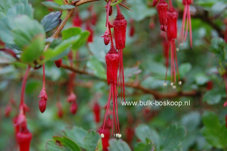 Ribes speciosum