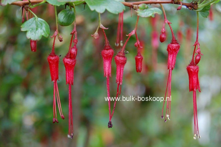 Ribes speciosum