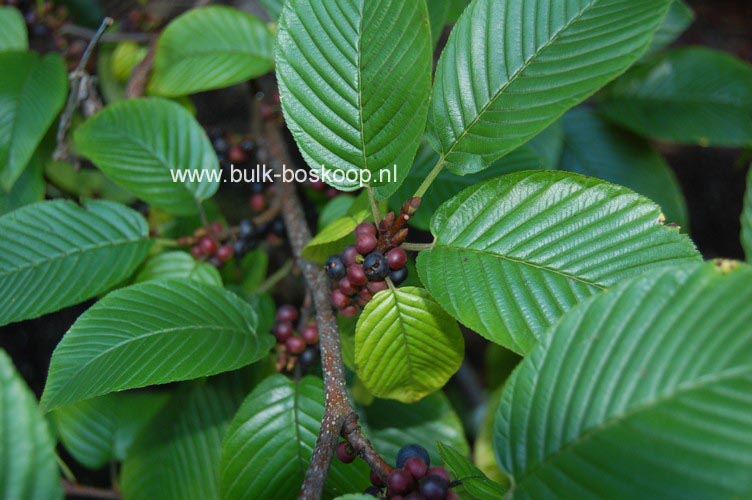 Rhamnus imeretinus
