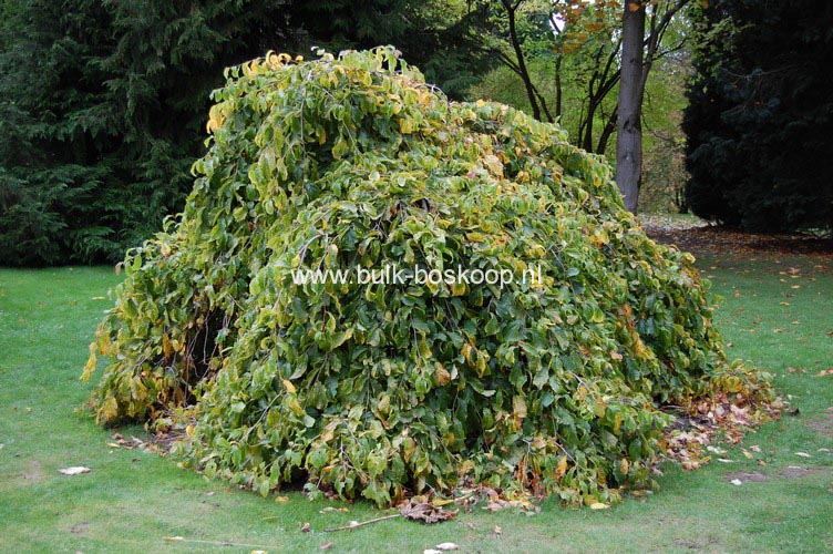 Parrotia persica 'Pendula'