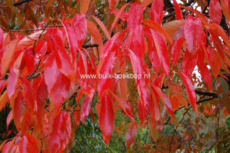 Nyssa sinensis