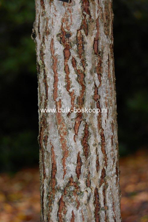Meliosma veitchiorum
