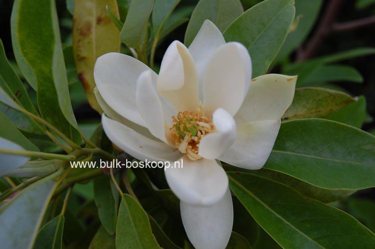 Magnolia virginiana 'Jim Wilson' (MOONGLOW)