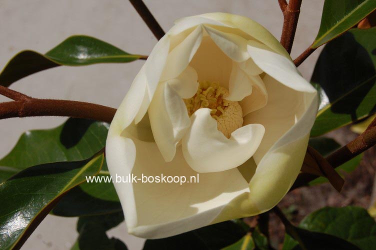 Magnolia grandiflora 'Bracken's Brown Beauty'