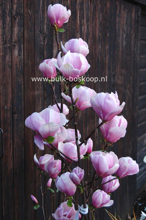 Magnolia 'Sangreal'